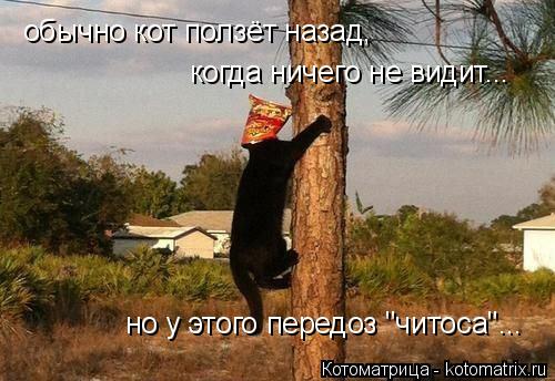 но у этого передоз "читоса"... обычно кот ползёт назад, когда ничего не видит...... Котоматрица: но у этого передоз "читоса"... обычно кот ползёт назад, когда ничего не видит...