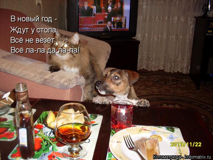 Котоматрица: В новый год - Ждут у стола, Всё ла-ла да ла-ла! Всё не везёт
