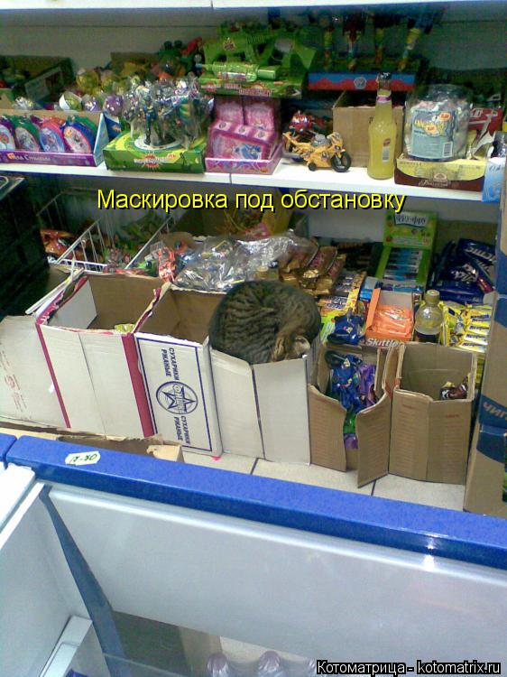 Маскировка под обстановку... Котоматрица: Маскировка под обстановку