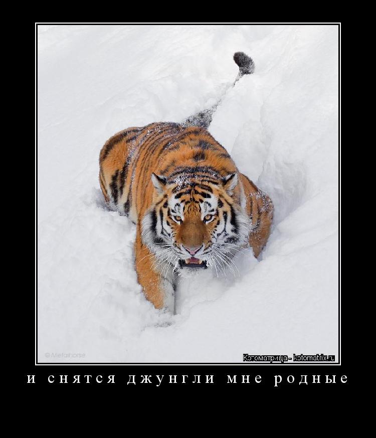 Котоматрица: и снятся джунгли мне родные 