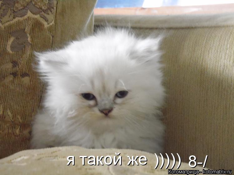 Котоматрица: я такой же ))))) 8-/