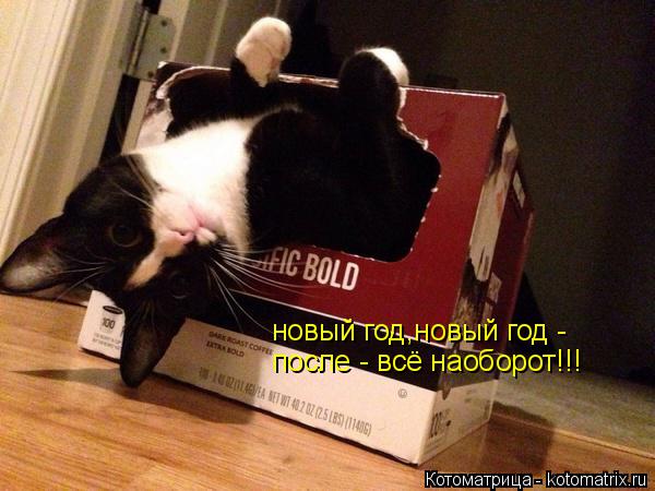 Котоматрица: новый год,новый год -  после - всё наоборот!!!