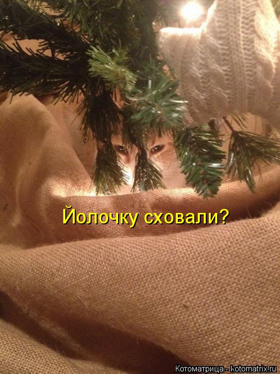 Котоматрица: Йолочку сховали?