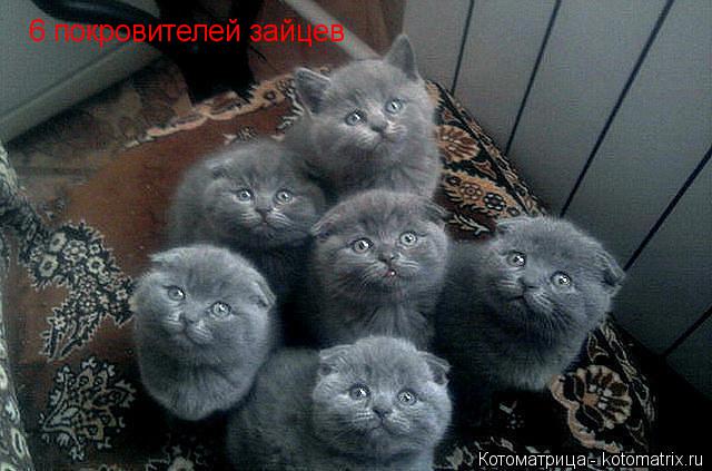 Котоматрица: 6 покровителей зайцев