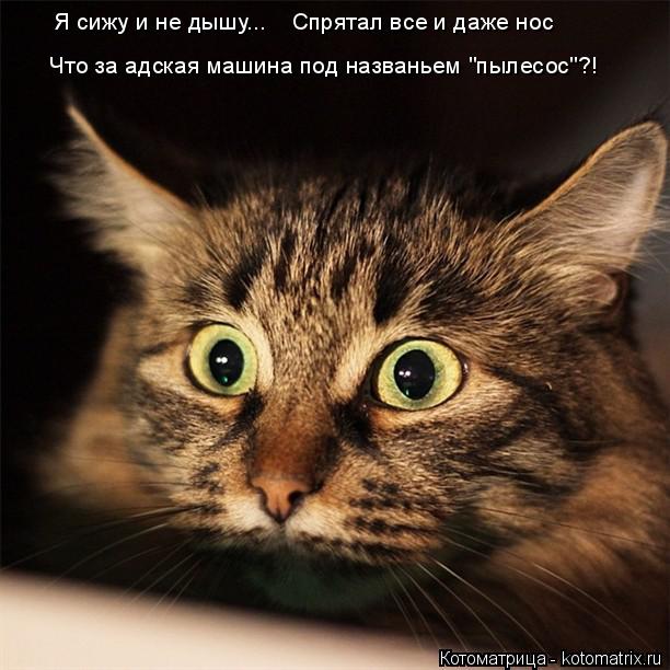 Котоматрица: Я сижу и не дышу... Спрятал все и даже нос Что за адская машина под названьем "пылесос"?!