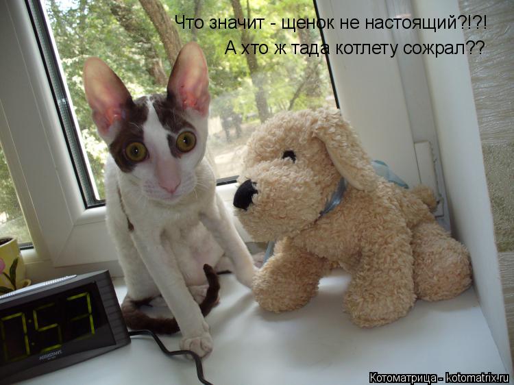 Котоматрица: Что значит - щенок не настоящий?!?! А кто ж тада котлету сожрал?? Что значит - щенок не настоящий?!?! А хто ж тада котлету сожрал??