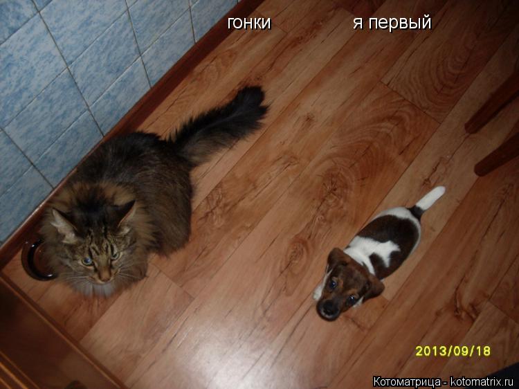 Котоматрица: гонки                я первый