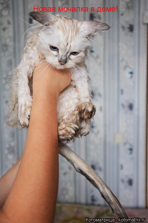 Котоматрица: Новая мочалка в доме!