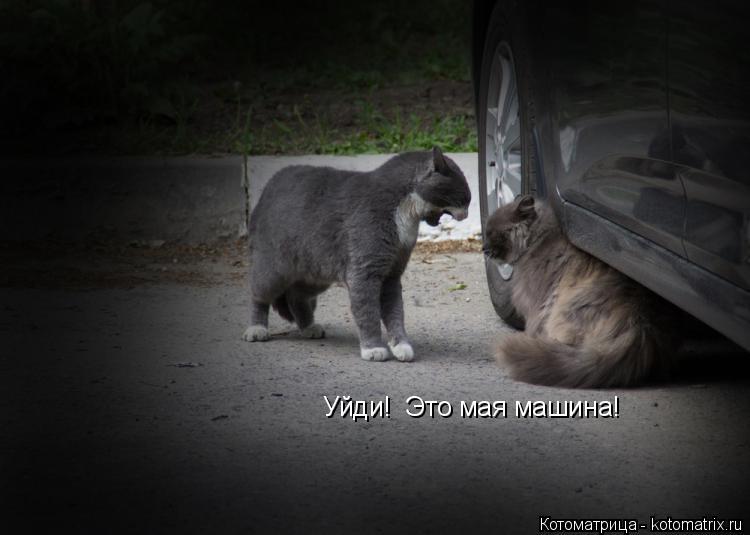 Котоматрица: Уйди!  Это мая машина!