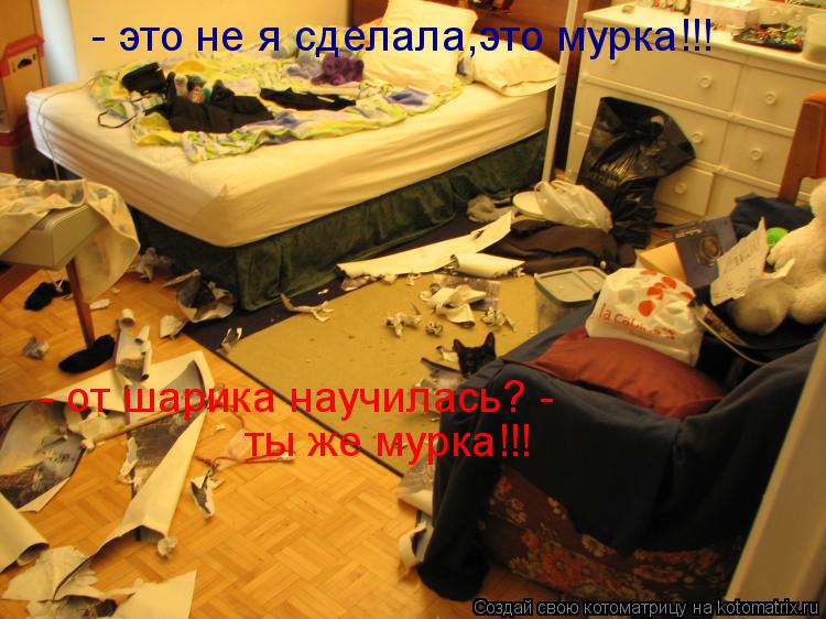 - это не я сделала,это мурка!!! ты же мурка!!! - от шарика научилась? -... Котоматрица: - это не я сделала,это мурка!!! ты же мурка!!! - от шарика научилась? -