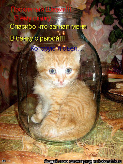 Котоматрица: Проклятый Шарик!!! Я ему скажу... Спасибо что загнал меня  В банку с рыбой!!! Которую я съел...