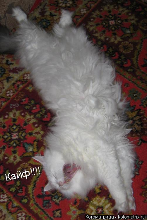 Котоматрица: Кайф!!!!
