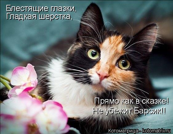 Котоматрица: Блестящие глазки, Гладкая шерстка, Прямо как в сказке! Не убежит Барсик!!