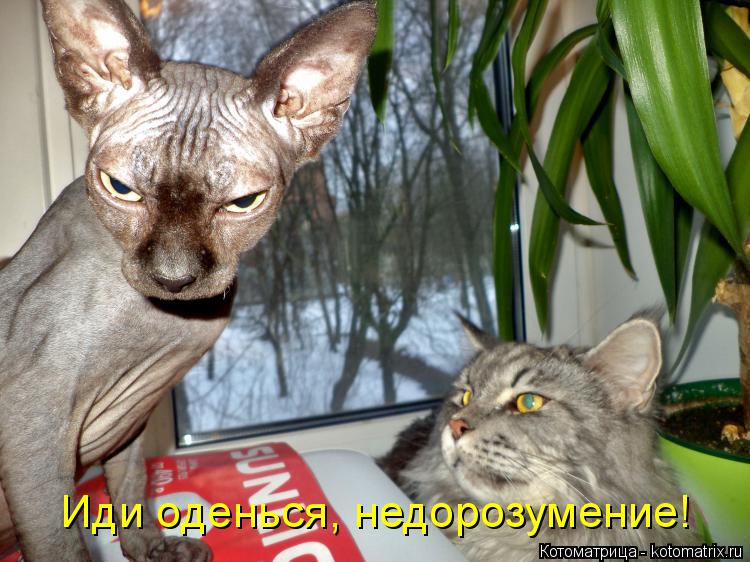 Иди оденься, недорозумение!... Котоматрица: Иди оденься, недорозумение!