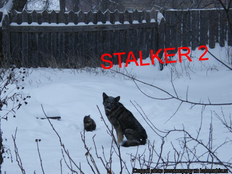 Котоматрица: STALKER 2