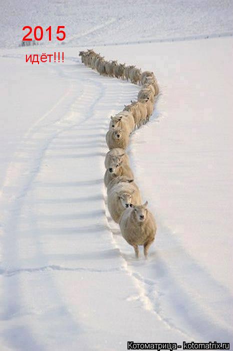Котоматрица: 2015 идёт!!!