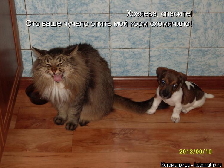 Котоматрица: Хозяева, спасите!  Это ваше чучело опять мой корм схомячило!