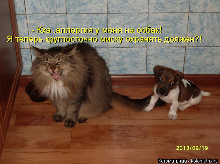 Котоматрица: - Кха..аллергия у меня на собак! Я теперь круглосточно миску охранять должен?!