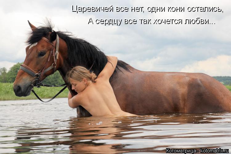 Котоматрица: Царевичей все нет, одни кони остались, А сердцу все так хочется любви...