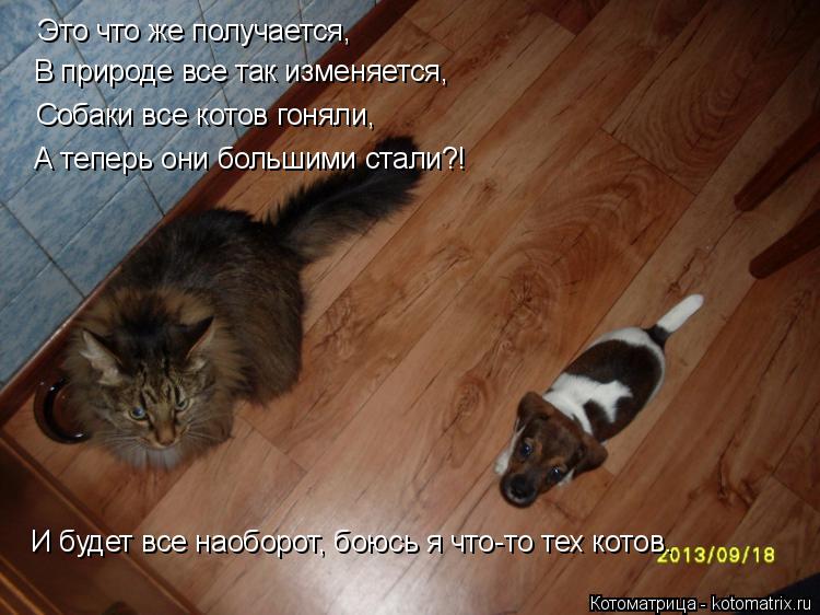Котоматрица: Это что же получается,  В природе все так изменяется, Собаки все котов гоняли, А теперь они большими стали?! И будет все наоборот, боюсь я что-