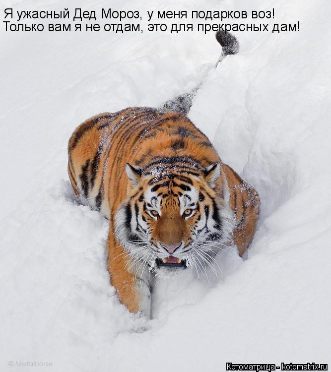 Котоматрица: Я ужасный Дед Мороз, у меня подарков воз! Только вам я не отдам, это для прекрасных дам!