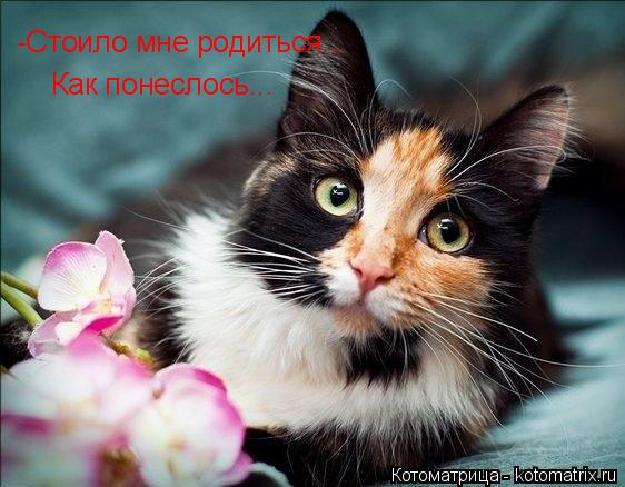 Котоматрица: -Стоило мне родиться... Как понеслось...