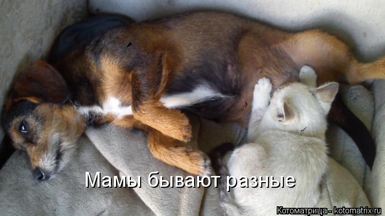 Котоматрица: Мамы бывают разные