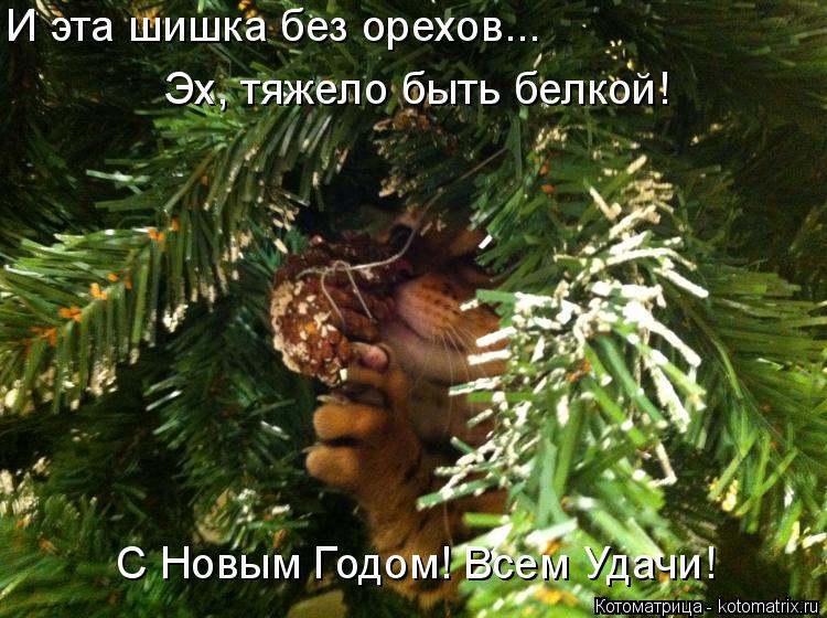 И эта шишка без орехов... Эх, тяжело быть белкой! С Новым Годом! Всем Удачи!... Котоматрица: И эта шишка без орехов... Эх, тяжело быть белкой! С Новым Годом! Всем Удачи!