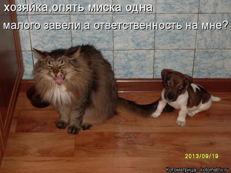 Котоматрица: хозяйка,опять миска одна малого завели,а ответственность на мне?