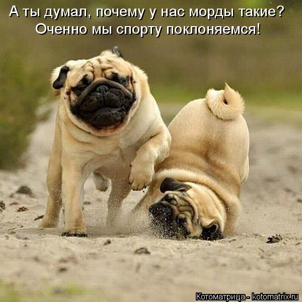 Котоматрица: А ты думал, почему у нас морды такие? Оченно мы спорту поклоняемся!