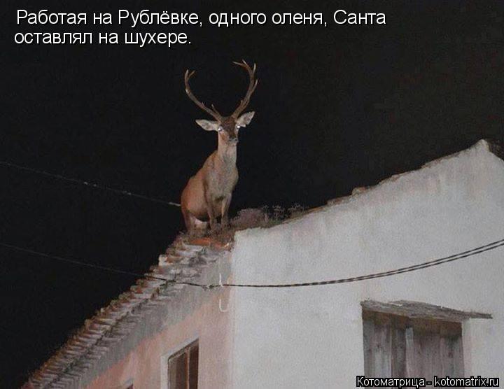 Котоматрица: Работая на Рублёвке, одного оленя, Санта  оставлял на шухере.