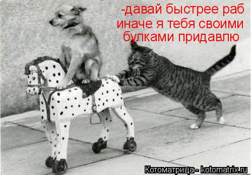 Котоматрица: -давай быстрее раб иначе я тебя своими булками придавлю