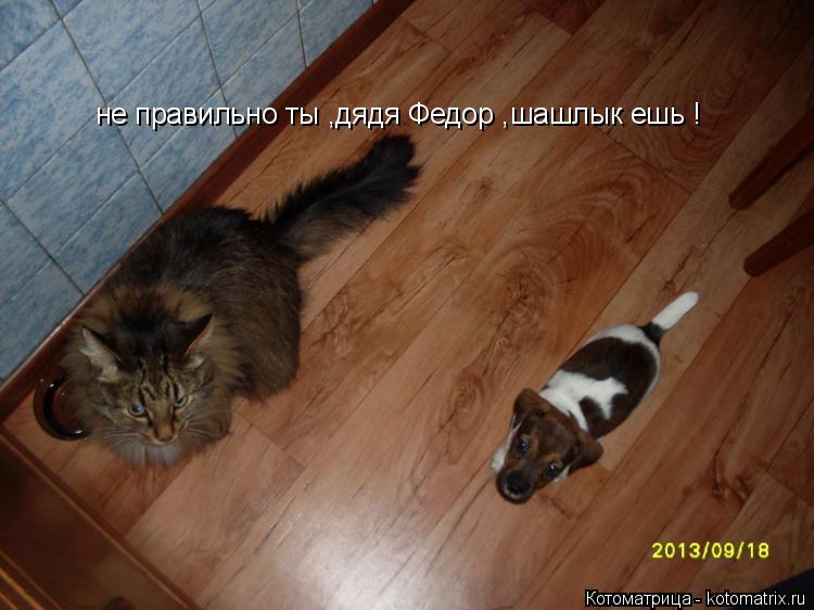 Котоматрица: не правильно ты ,дядя Федор ,шашлык ешь !