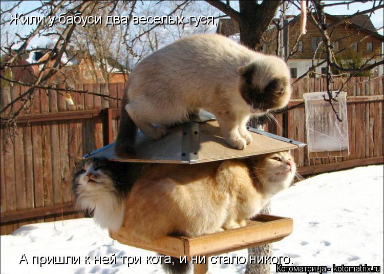 Котоматрица: Жили у бабуси два веселых гуся, А пришли к ней три кота, и ни стало никого.
