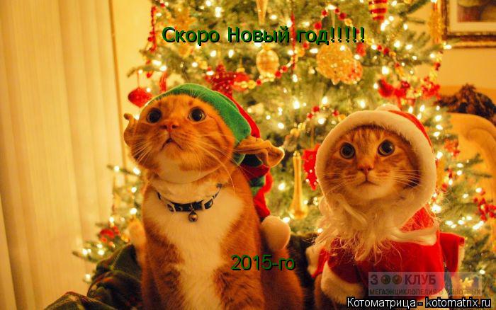 Котоматрица: 2015-го Скоро Новый год!!!!!