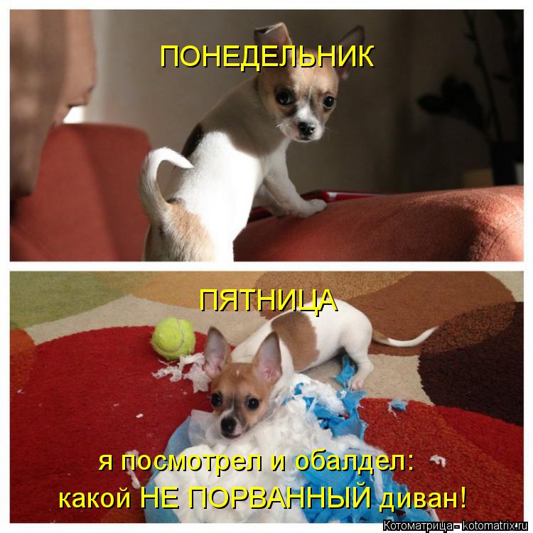 Котоматрица: ПОНЕДЕЛЬНИК ПЯТНИЦА я посмотрел и обалдел: какой НЕ ПОРВАННЫЙ диван!