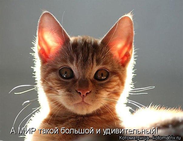 Котоматрица: А МИР такой большой и удивительный!