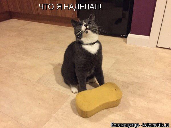 Котоматрица: ЧТО Я НАДЕЛАЛ!