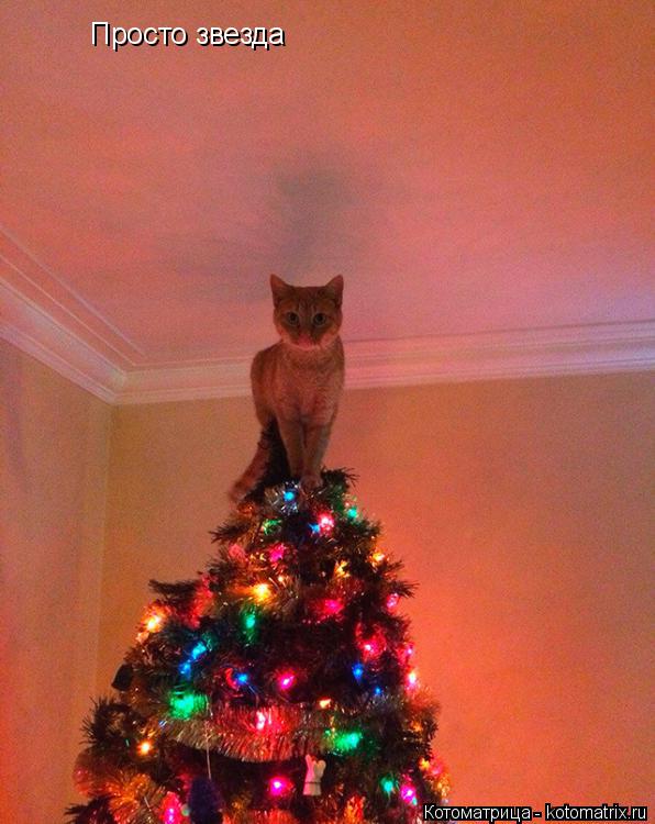 Котоматрица: Просто звезда Просто звезда
