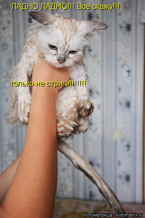 Котоматрица: ЛАДНО ЛАДНО!!! Все скажу!!! только не стриги!!!!!!!