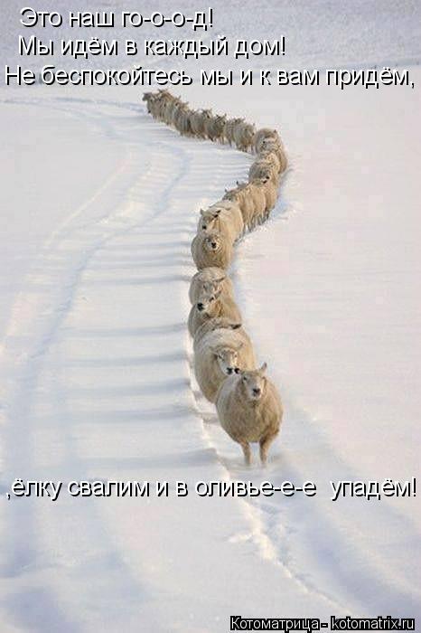 Котоматрица: Это наш го-о-о-д!  Мы идём в каждый дом! Не беспокойтесь мы и к вам придём, ,ёлку свалим и в оливье-е-е  упадём!