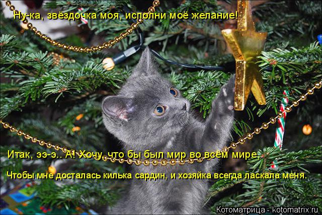 Котоматрица: Ну-ка, звёздочка моя, исполни моё желание! Итак, ээ-э.. А! Хочу, что бы был мир во всём мире, Чтобы мне досталась килька сардин, и хозяйка всегда 