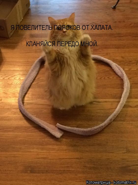 Котоматрица: КЛАНЯЙСЯ ПЕРЕДО МНОЙ. Я ПОВЕЛИТЕЛЬ ПОЯСКОВ ОТ ХАЛАТА.