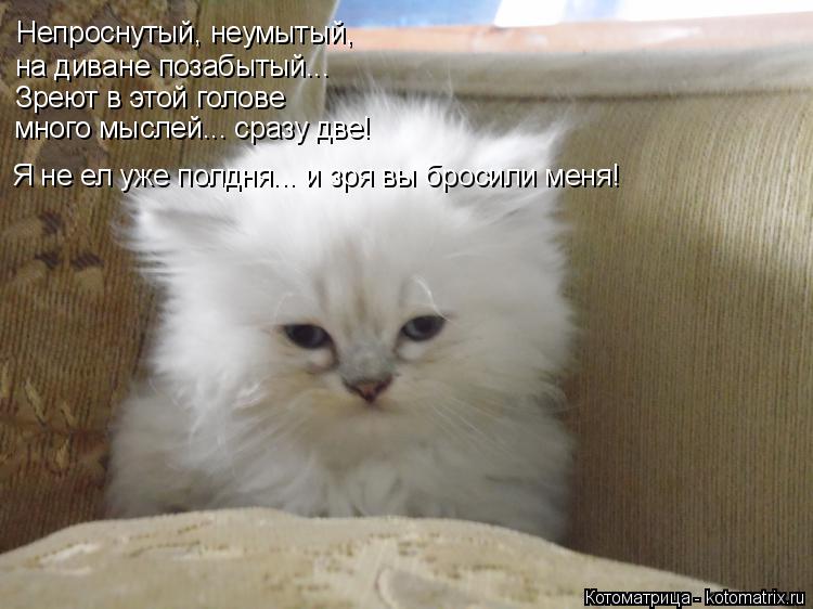 Непроснутый, неумытый, на диване позабытый... Зреют в этой голове много мыслей... сразу две! Я не ел... Котоматрица: Непроснутый, неумытый, на диване позабытый... Зреют в этой голове много мыслей... сразу две! Я не ел уже полдня... и зря вы бросили меня!