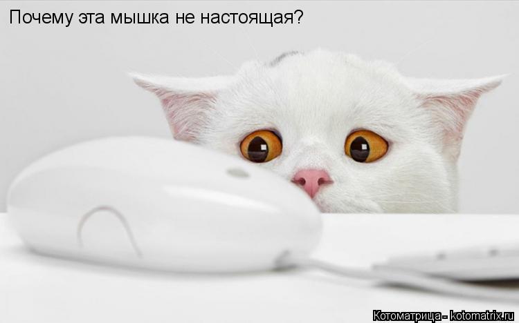 Почему эта мышка не настоящая?... Котоматрица: Почему эта мышка не настоящая?