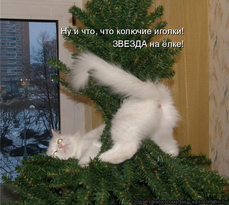 Ну и что, что колючие иголки! ЗВЕЗДА на ёлке!... Котоматрица: Ну и что, что колючие иголки! ЗВЕЗДА на ёлке!
