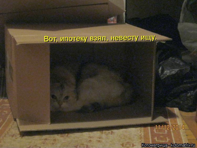 Вот, ипотеку взял, невесту ищу.... Котоматрица: Вот, ипотеку взял, невесту ищу.
