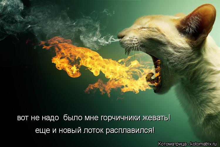 вот не надо было мне горчичники жевать! еще и новый лоток расплавился!... Котоматрица: вот не надо было мне горчичники жевать! еще и новый лоток расплавился!