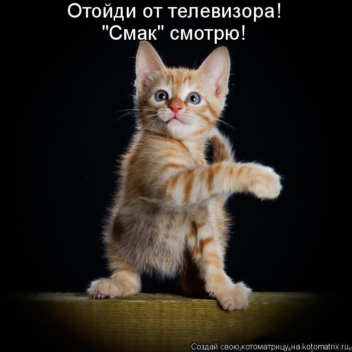 Отойди от телевизора! "Смак" смотрю!... Котоматрица: Отойди от телевизора! "Смак" смотрю!