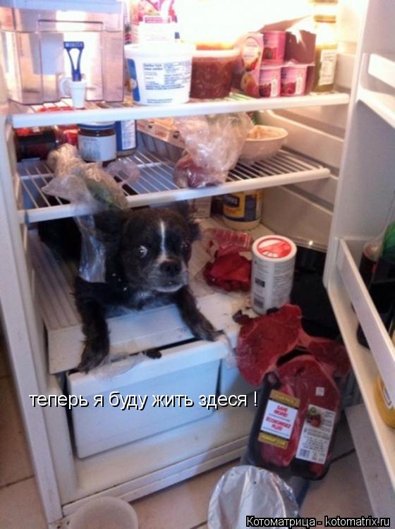 Котоматрица: теперь я буду жить здеся !